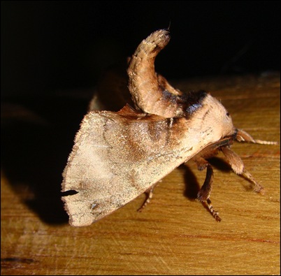 mariposaescorpiao1