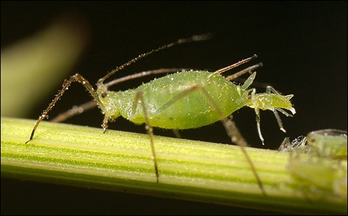 Aphid-giving-birth_thumb 3000 anos depois, Jeová o trollador continua o Mesmo.